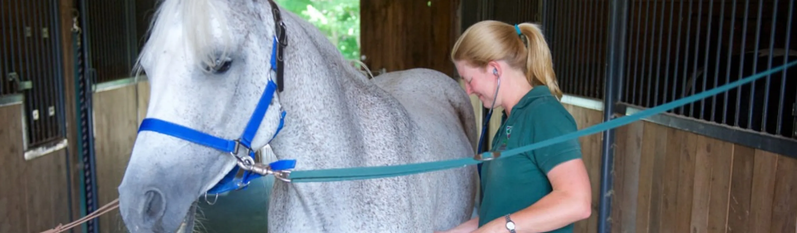 staff member examining a white horse